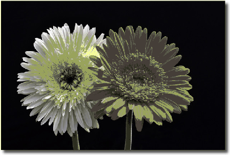 Biały i czerwony gerber